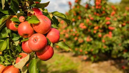 Seguro Incendio Frutal