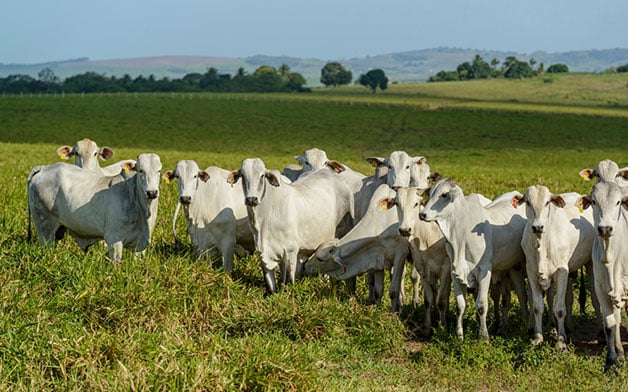 Seguro Pecuario