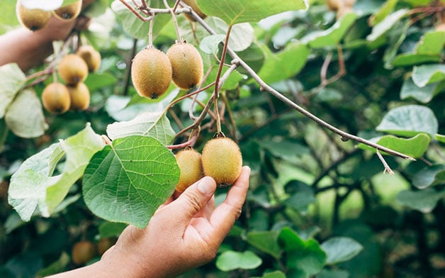 Seguro Berries, Kiwi y Olivos