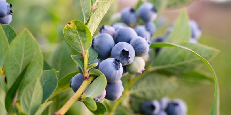 Seguro Berries, Kiwi y Olivos